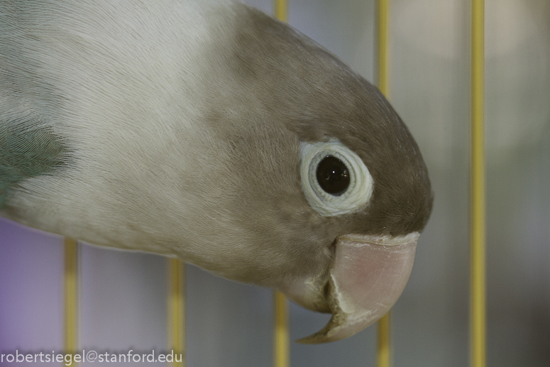 bird market